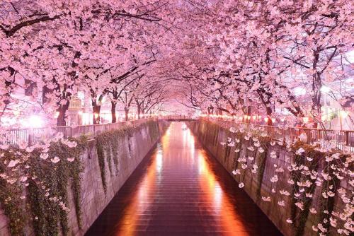 reasons-life-is-beautiful:Sakura Tunnel by Masai Okeda