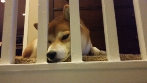 Kenji has full run of the house, but sometimes he likes to make his own prison.