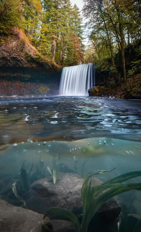 amazinglybeautifulphotography:  Took a picture under the water and one above with my DSLR and blended them. Beaver Falls, Clatskanie, Oregon (OC) [3012x4956] - Author: Akriax on reddit