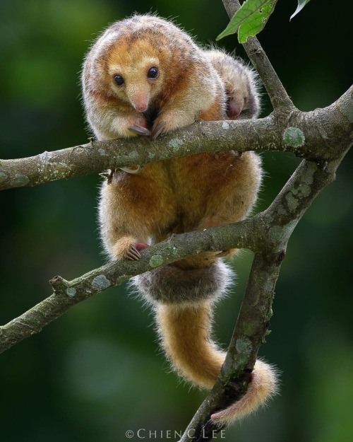 Silky anteater, Chien C. Lee