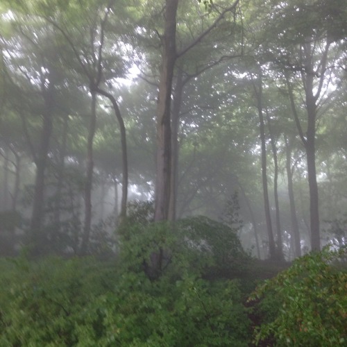 captain1aardvark: The fog. Beech woods near where I live. Photos by captain1aardvark