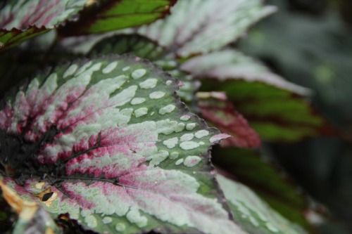 9.8.16 - Was really diggin these begonia colors/patterns/textures. Just look at those flowers!!