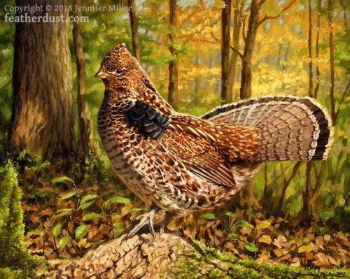  “Autumn Grouse” Ruffed Grouse. 8"x10" oil on panel. This fluffy fella was pai