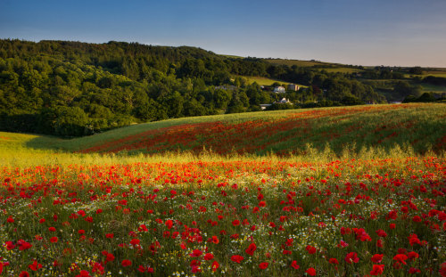 rainforestinmyhome: Poppy field in Cornwall, UK (OC) [1024x683]