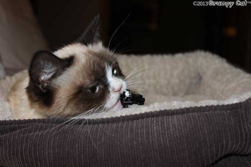 tardthegrumpycat:  The Daily Grump | March 8, 2013