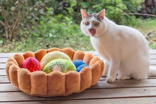 catsbeaversandducks: This deliciously adorable fruit tart bed. Via Grape Awwwssss