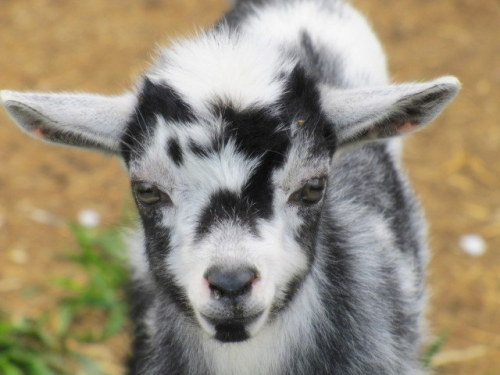 letshearitforthegoats: via