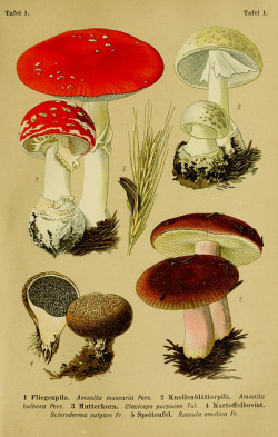 wapiti3:  The poisonous plants anf fungi