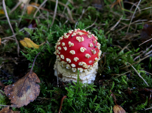regnum-plantae:Amanita muscariaThe other day I was out for a walk in a wooded area not far from home