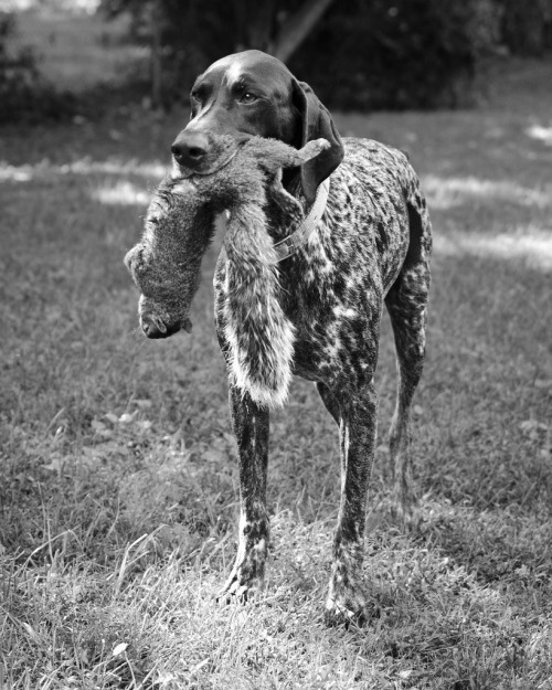 simply-canine:  Diezel Doin’ Work (by D.Maitland) // German Short-haired Pointer