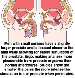 shrinkthatcock:The reason why fags should be given little penises.