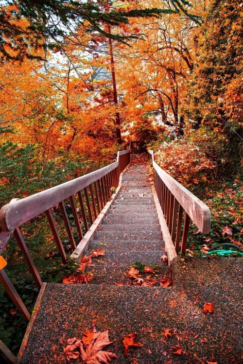 underthefallingleaves