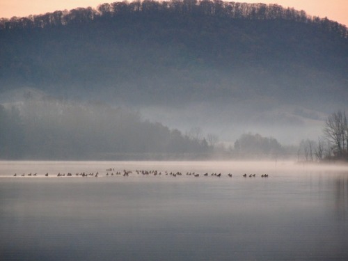 Geese on the lake before sunrise.