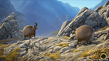 tastefullyoffensive:  If animals were round. [full video]