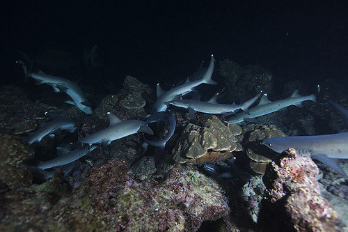 the-shark-blog:Whitetip reef shark[x][x] by Wei on the way