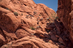 lasvegaslocally:  Big Horn Sheep hanging out at Valley of Fire State Park, 50 min outside of #Vegas, by Rob DeGraff (https://www.flickr.com/people/photodegraff/)