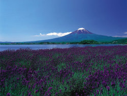 harvestheart:  Endless fields of purple flowers