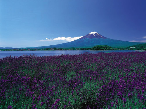 harvestheart:Endless fields of purple flowers in foreground, Mount Fuji still capped with snow in the background.  