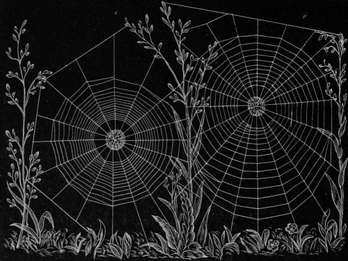chaosophia218:Henry McCook - Spider Webs, “American Spiders and Their Spinningwork”, 1889.