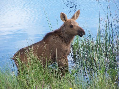 <p>One of my ultimate favorite photos. A baby moose. One of the advantages of living in the 49th state. You get to see lots of wildlife.</p>