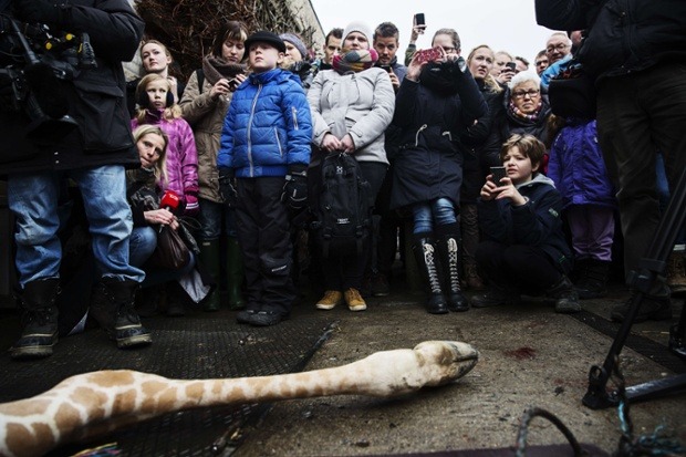 A giraffe named Marius gets an autopsy in front of visitors at Copenhagen zoo after he was put down despite an online petition. The 18-month-old male was killed to prevent inbreeding and was later fed to lions in the zoo. (Photo by Kasper...