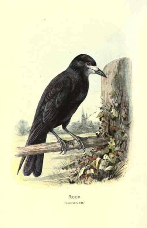 Raven, Jackdaw and Rook, from: Familiar wild birds by W. Swaysland. 1883. London/New York. Via BioDi