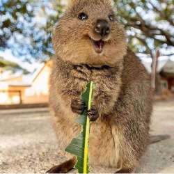 oh to be a quokka on an indigenous island with no... - Tumbex