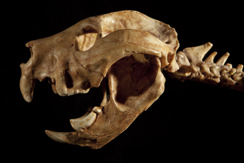 ainawgsd:Thylacoleo (“pouch lion”) is an extinct genus of carnivorous marsupials that lived in Austr