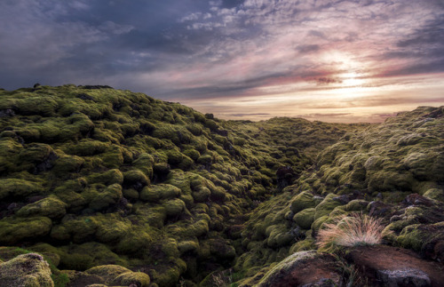 A Field Of Volcanic Rock Softened By A Lush Blanket Of Moss. Iceland Was Born Of A Volcanic Eruption