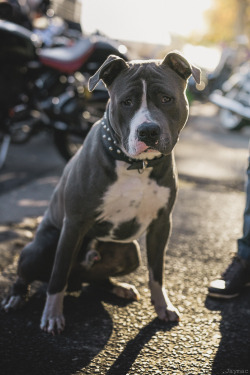 jaymacphotography:  Bruno.. 