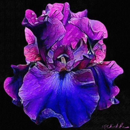 Please see link in my bio or DM me to order a piece of my original art! #iris #MaryanneChisholmArtis