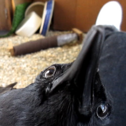 literal-ghost:  ladytabularasa:  dangerscissor:  ms crow showing off her good side  @literal-ghost  I’ve never seen a crow face from this angle before, but it makes me incredibly happy. 