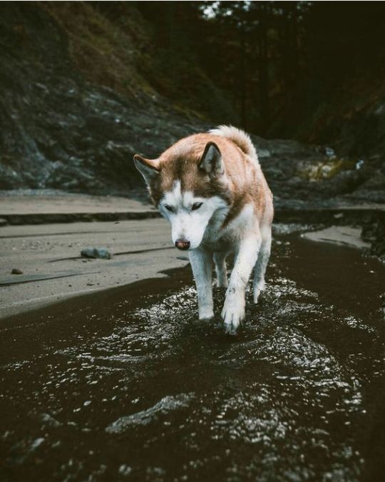 The adventure huskies