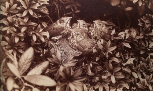 dame-de-pique:Thrushes, 1870’s porn pictures