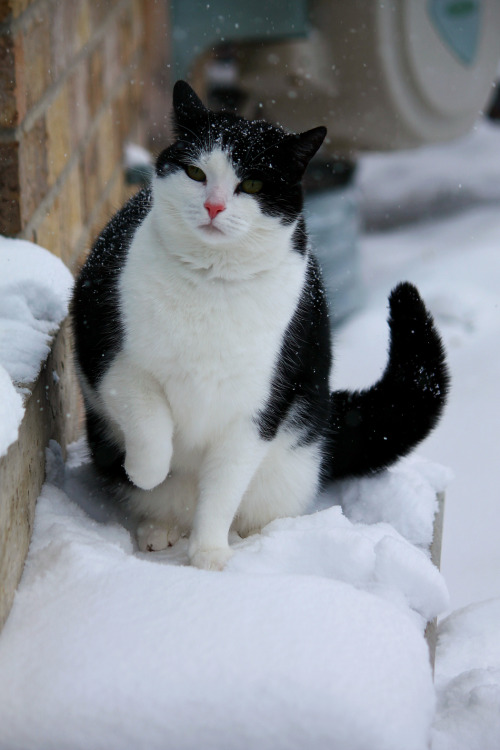 Pasofino6 aka Michaela (Canadian, Canada) - This Snow Is Cold!, 2016, Photography