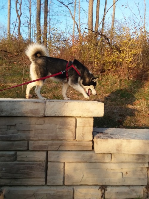 He&rsquo;s got places to explore and dirt to eat.