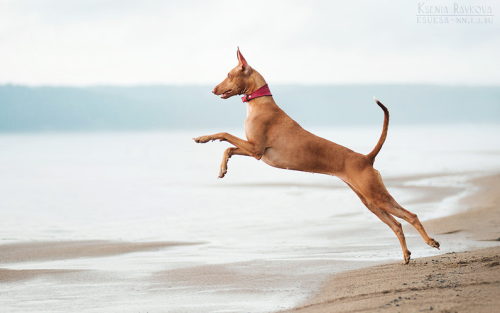 hounddogsrunning:Pharaoh by Ksenia Raykova on 500px