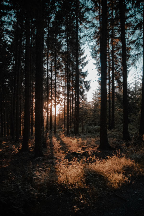 throughwinterfields:  Thibaut Goffart  