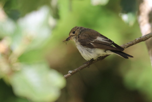 European pied flycatcher/svartvit flugsnappare (female). 