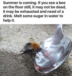 krazykomodosfm: texd41:   drawdatsqaud:  weavemama: PLEASE BOOST THIS… so we can help save the buzzing bois this summer!! HELP THE BABIES  yas   Help the bees! 