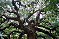 treeporn:  Angel Oak by Chris Moody 