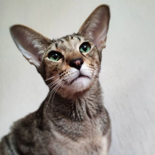 Фото породы Ориентальная кошка