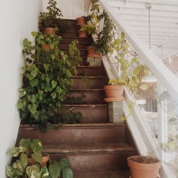 buzzflower:  these stairs lead to nowhere