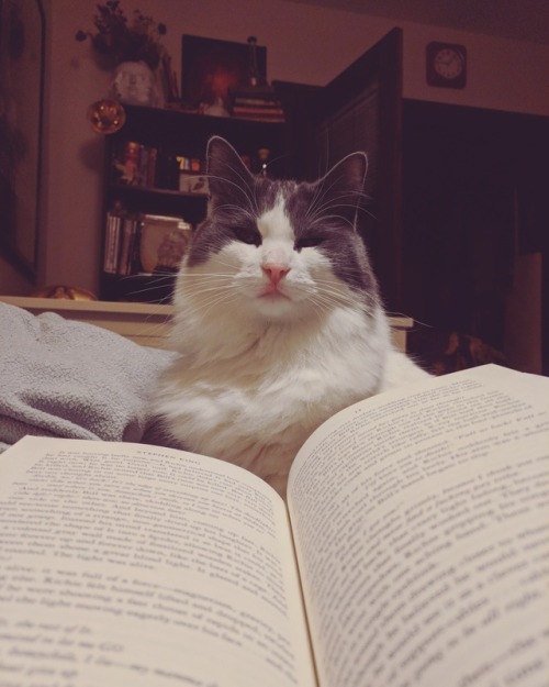 relevy:Reading time means less pets. Less pets means the feline equivalent of a side eye.