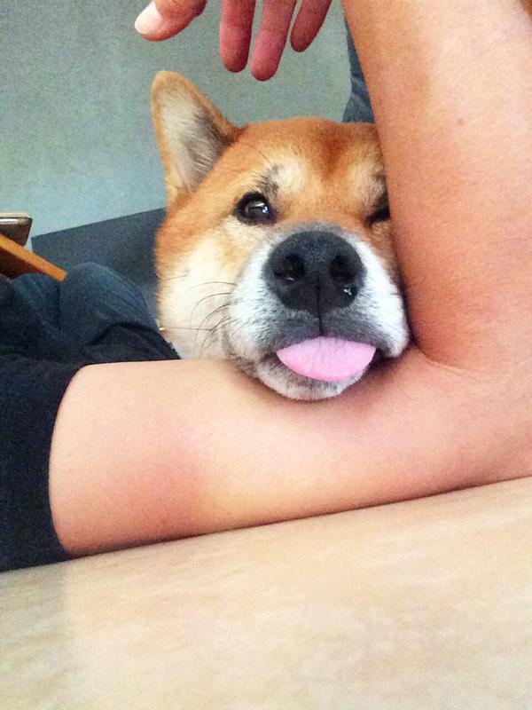 sasaq:  Twitter / Tora &amp; Goma @Toragome