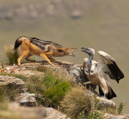 beautiful-wildlife: Dispute by Usher Bell 2009 Cape Vulture and Silverstriped Jackal fighting for food 