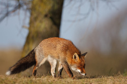 jaws-and-claws:  Red fox by Pim leijen on