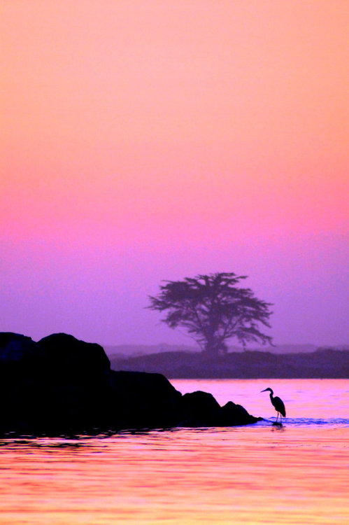 earth-song:Great Egret on the Bay by ~whisperfae