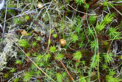 Various details from a walk on Ilkley Moor. Enjoying the little things.