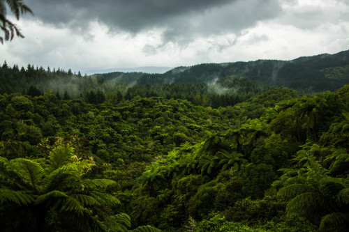 plusmelt: New Zealand is basically Jurassic Park. 